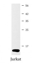 anti-UFM1 antibody