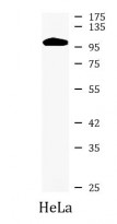 anti-MYO19 antibody