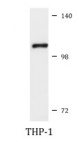 anti-ITCH / AIF4 antibody