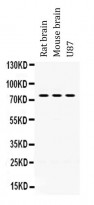 anti-PAK5 / PAK7 antibody