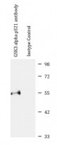 anti-GSK3 alpha phospho (Ser21) antibody