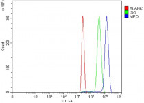 anti-MPO / Myeloperoxidase antibody