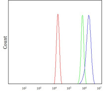 anti-NAT10 / hALP antibody