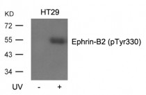 anti-Ephrin B2 phospho (Tyr330) antibody