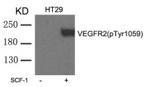 anti-VEGFR2 phospho (Tyr1059) antibody