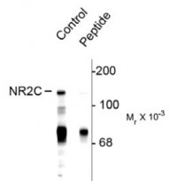 anti-NMDAR2C phospho (Ser1244) antibody