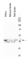 anti-beta Actin antibody