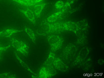 anti-COX4 antibody