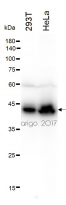 anti-Pyruvate Dehydrogenase E1 alpha subunit antibody