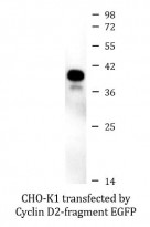 anti-Cyclin D2 antibody