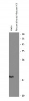 anti-Histone H3 monomethyl (Lys79) antibody - ChIP-Grade
