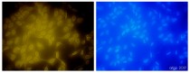 anti-Histone H3 antibody