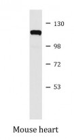 anti-alpha 1 / 2 Catenin antibody