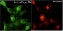 anti-mCherry antibody