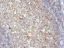 anti-IPO38 antibody [IPO-38]
