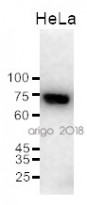 Inflammation Antibody Panel