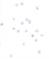 anti-IFITM1 antibody