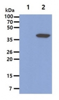 anti-RASSF1A antibody [3F3]