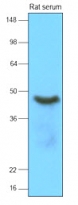 anti-SERPINA12 / Vaspin antibody [1C4]