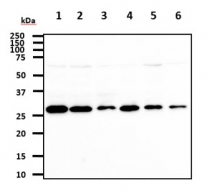 anti-14-3-3 tau / YWHAQ antibody [1A1]
