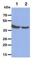 anti-ERK1 antibody [1A2]