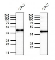 anti-GIPC antibody [1G10]