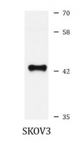 anti-ERAL1 antibody