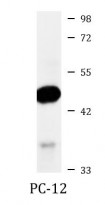 anti-MEK1 phospho (Thr286) antibody
