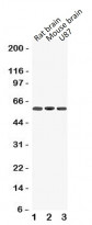 anti-DRD5 / Dopamine Receptor D5 antibody
