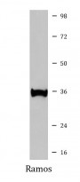anti-BOB1 / OCAB / OBF1 antibody