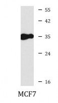 anti-AREG / Amphiregulin antibody