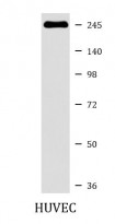 anti-Plexin A1 antibody