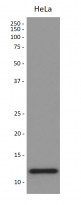 anti-TRX / Thioredoxin antibody
