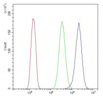 anti-Cystatin B / Stefin B antibody