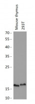 anti-POLR2H / RPB8 antibody