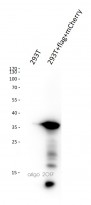 anti-DDDDK tag antibody [FG4R]