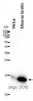 anti-Cytochrome C antibody [6H2.B4]