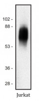anti-SIT antibody [SIT-01]