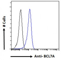 anti-Bcl 7A antibody