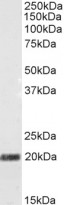 anti-STMN2 / SCG10 antibody