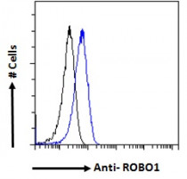 anti-Robo1 / DUTT1 antibody