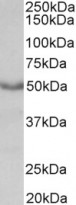 anti-CHRM1 / M1 mAChR antibody