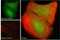 anti-ITCH / AIF4 antibody