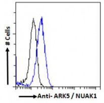 anti-ARK5 / NUAK1 antibody