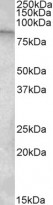 anti-TRPC4AP antibody