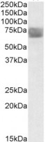 anti-TPP1 antibody