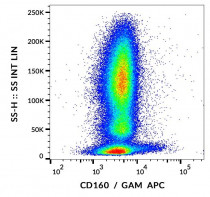 anti-CD160 antibody [BY55]
