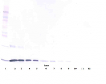 anti-IL3 antibody [5A4-1-16]