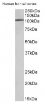 anti-alpha Adaptin antibody