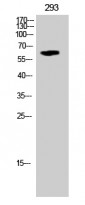 anti-STK3 + STK4 phospho (Thr180 / Thr183) antibody